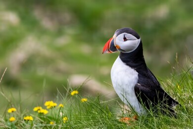 Puffins in Scotland
