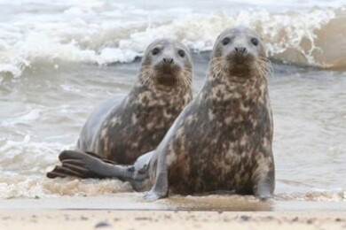 Scotland's hidden treasures  - Wildlife