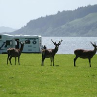 Applecross Wild Deer with Scottish Tourer west Coast Route