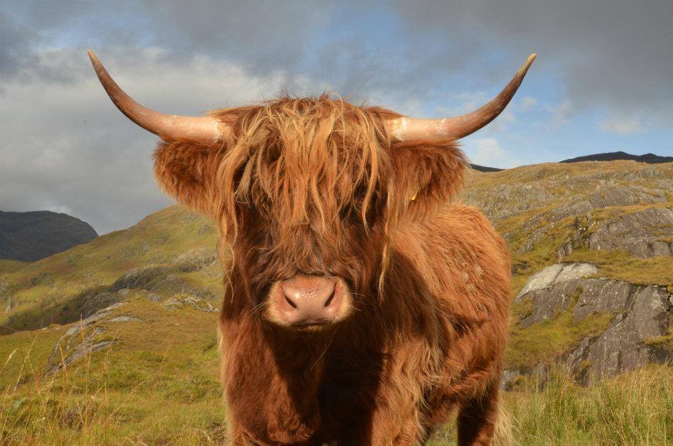 Highland cow