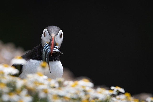 Puffin with fish