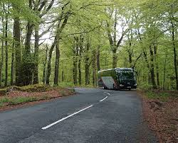 Twisty road lined with trees