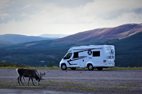 Scottish Tourer wild camping with the local wildlife