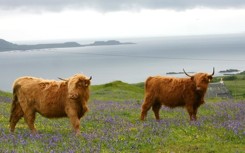 Higland cows