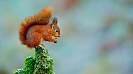 red squirrel watching with scottish tourer