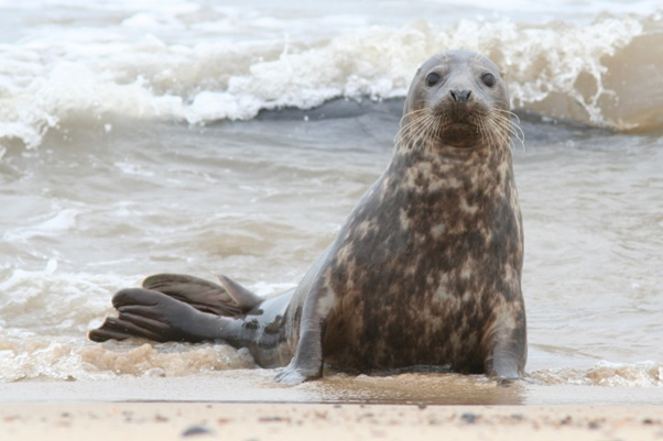 Scottish seal