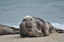 Grey seal lying on the beach