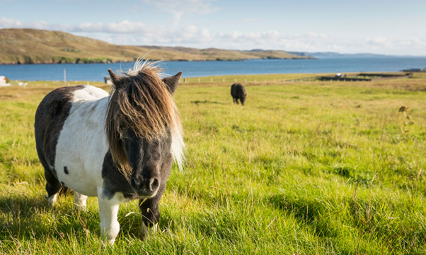 Shetland Pony