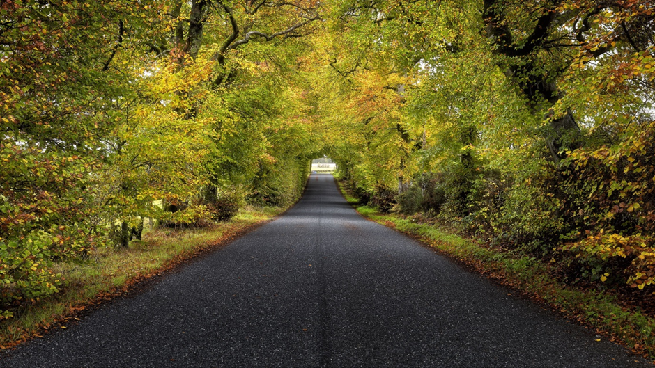 long straight road surrounded by trees