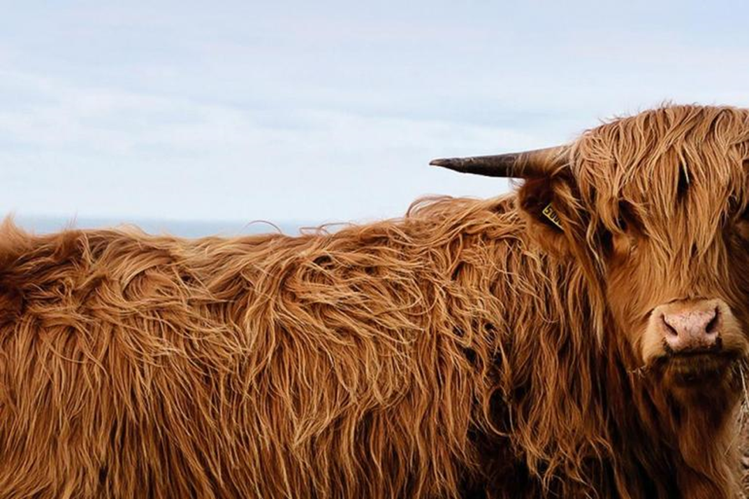 a highland cow