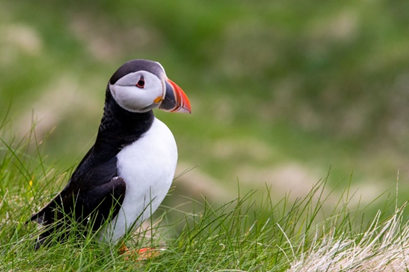 puffin 