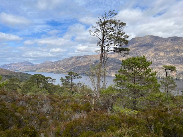 scottish woodland scene