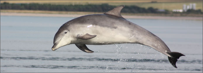 Scottish dolphin jumping at sea