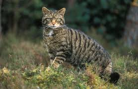 Scottish Hiughland wild cat 