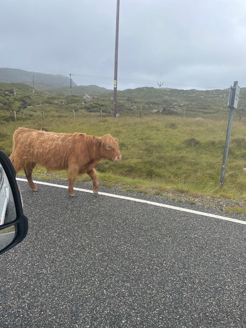 Cow casually walking along the road in harris